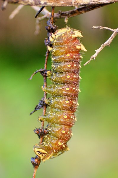 caterpillar