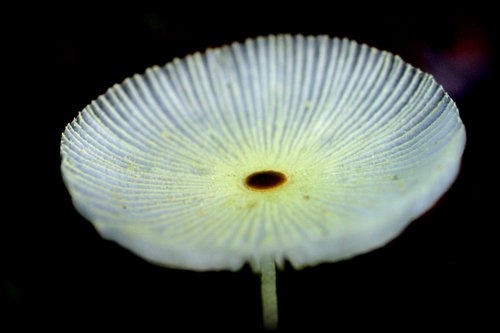 mushroom