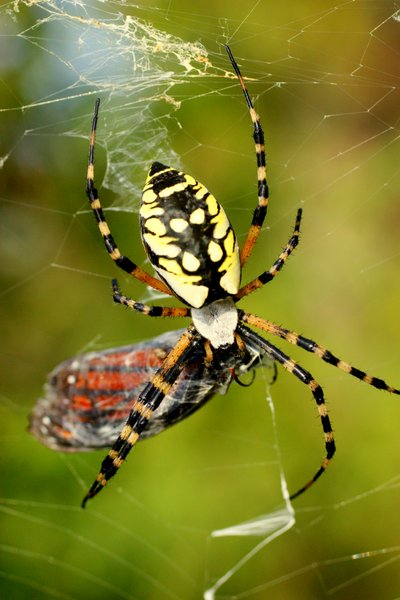 spider