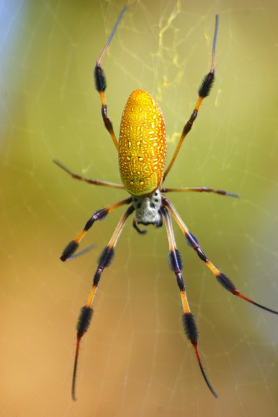 spider