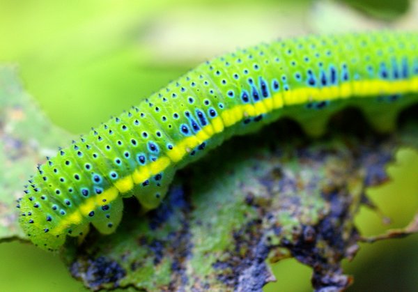 caterpillar