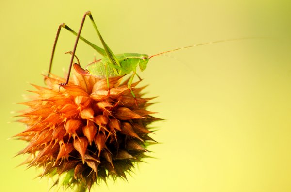 insect