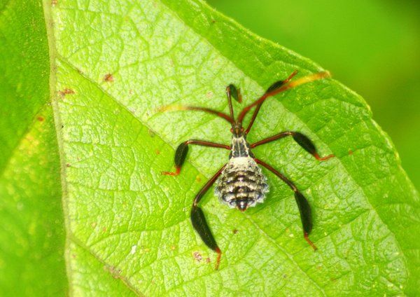 insect