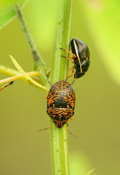 insect
