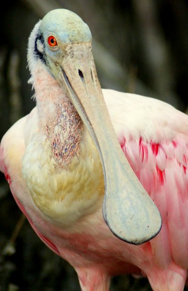 spoonbill