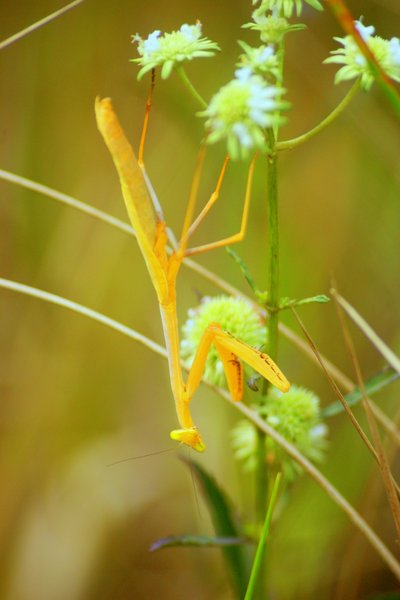mantis