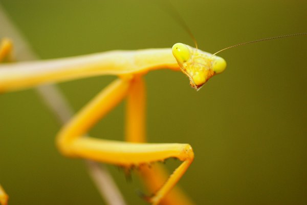 mantis