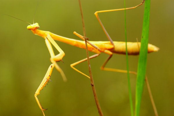 mantis