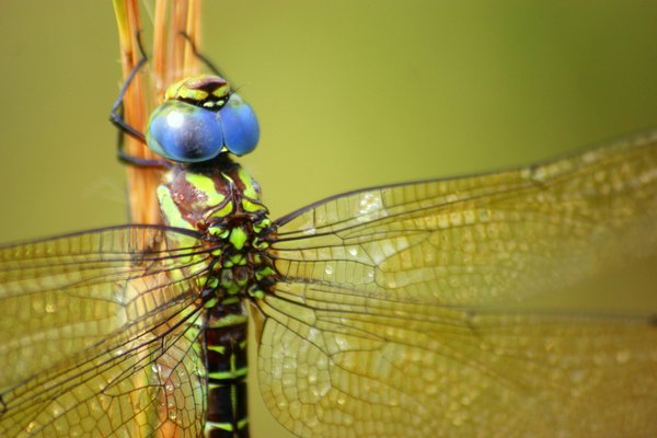 dragonfly