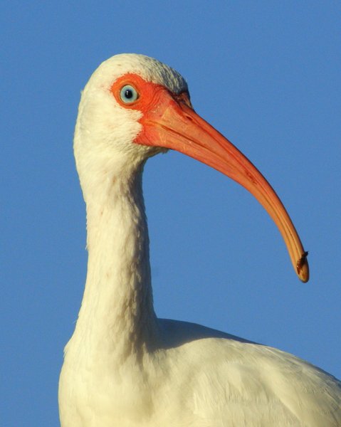 ibis
