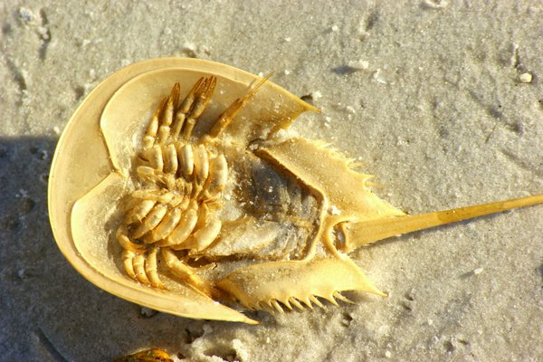 horshoe crab