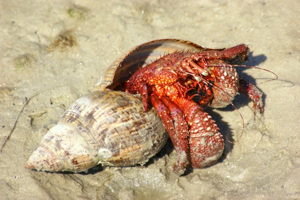 crab shell