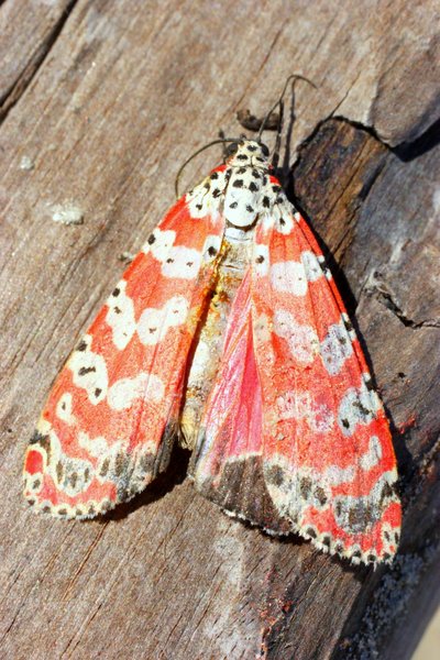moth