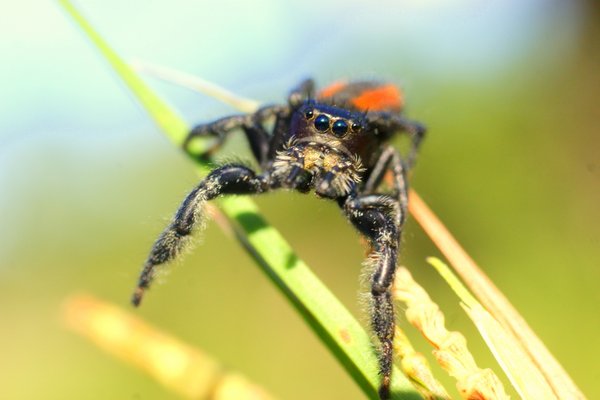 spider