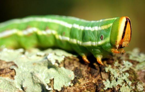 caterpillar