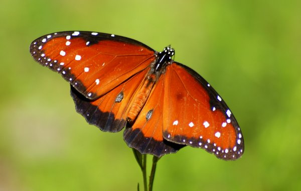 butterfly