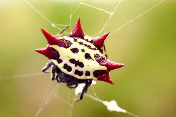 spider