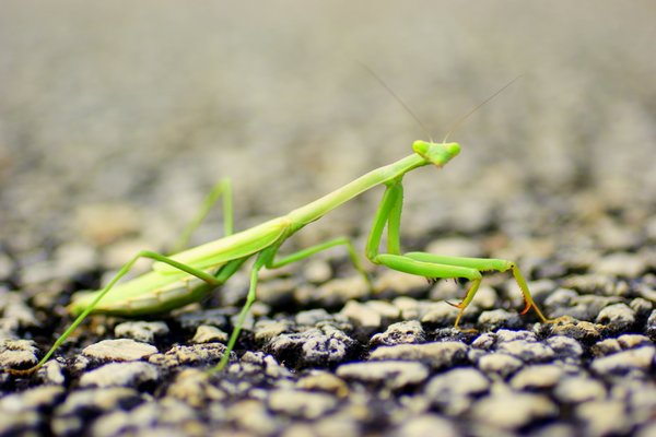 mantis
