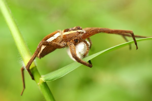 spider