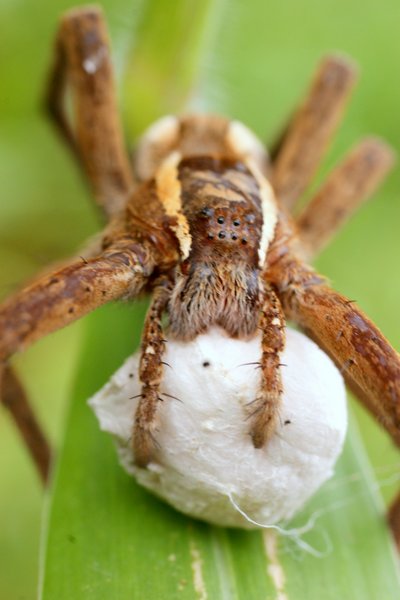 spider