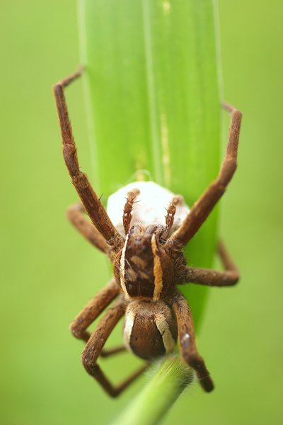 spider