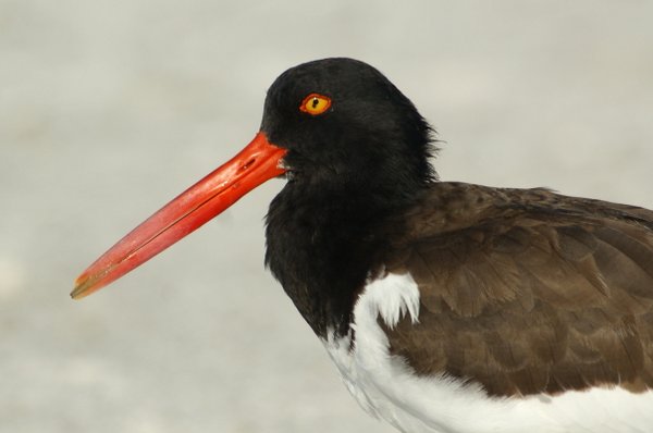 oystercatcher