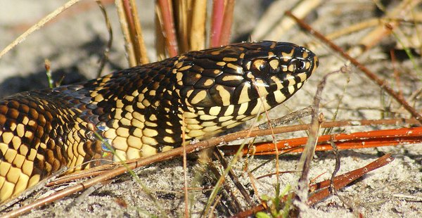 snake