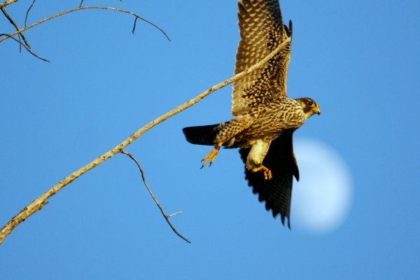 peregrine falcon