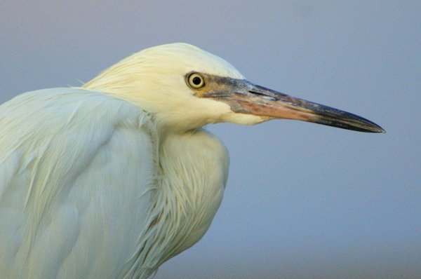 egret