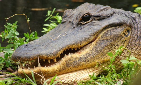alligator