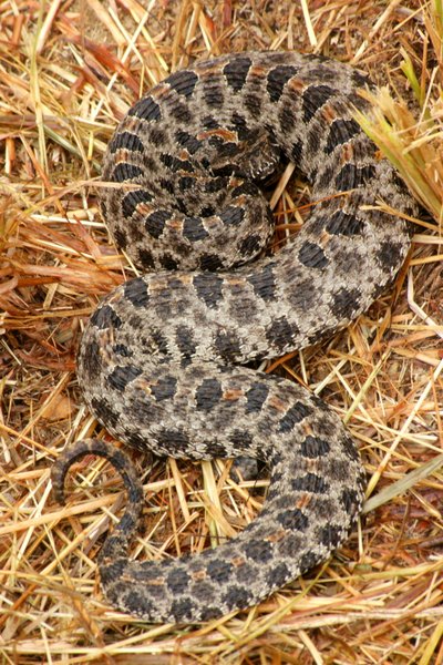 snake