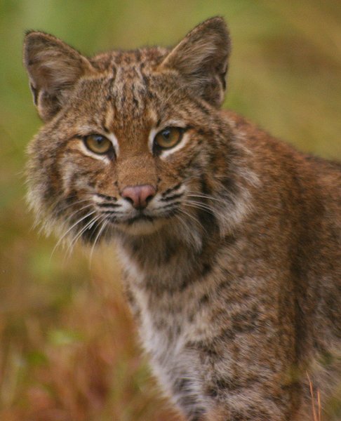 bobcat