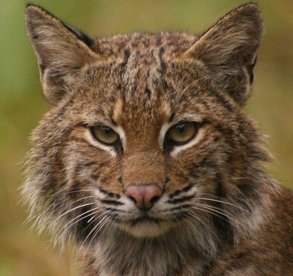 bobcat