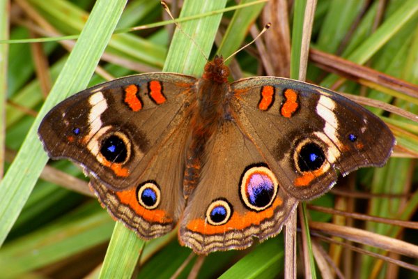 butterfly