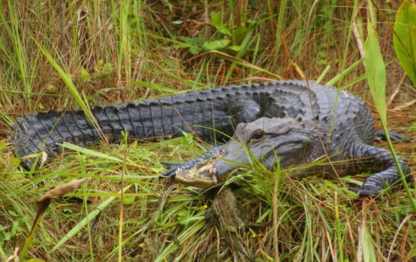 alligator