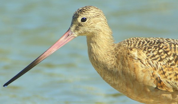shorebird