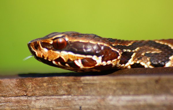 snake