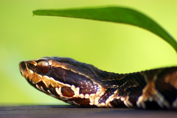 snake