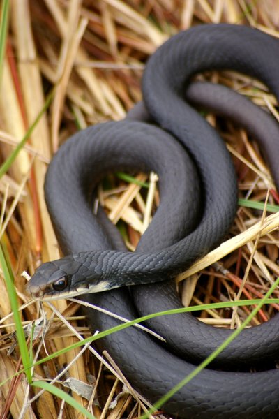 snake