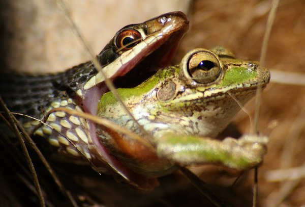 snake