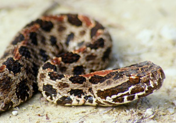 snake