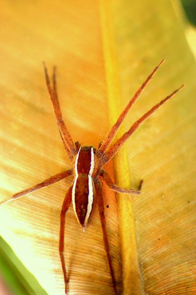 spider