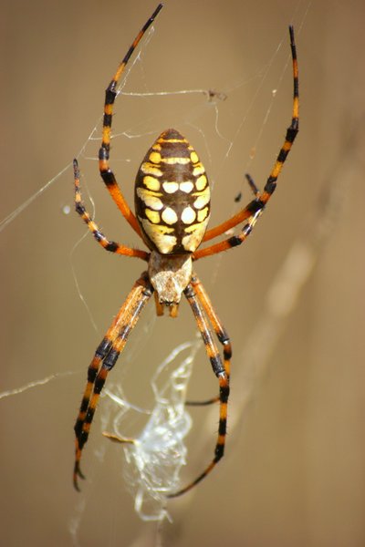 spider