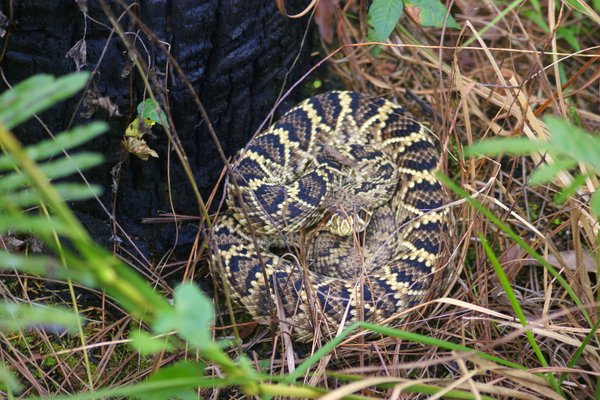 snake
