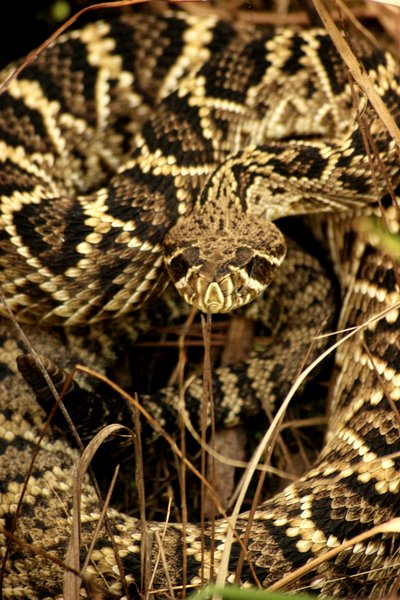 snake