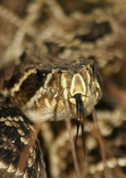 snake