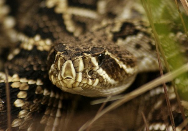 snake