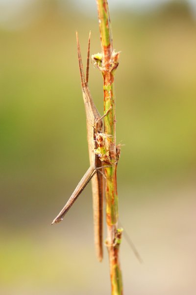 insect