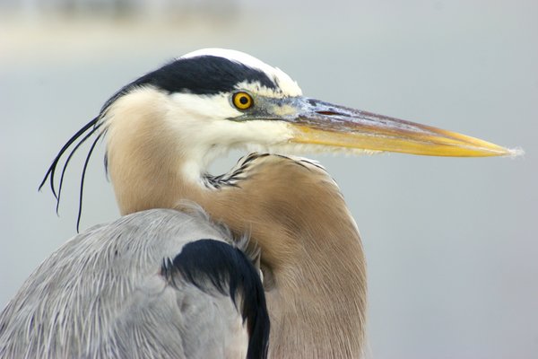 heron