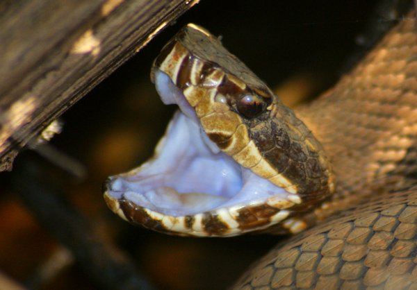 snake